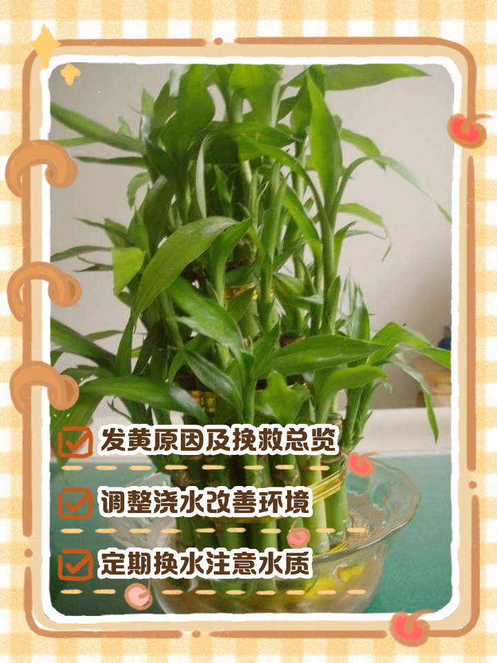 富贵竹叶子发黄怎么救水养盆栽